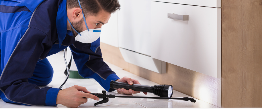 Broadview Heights pest xpert removal